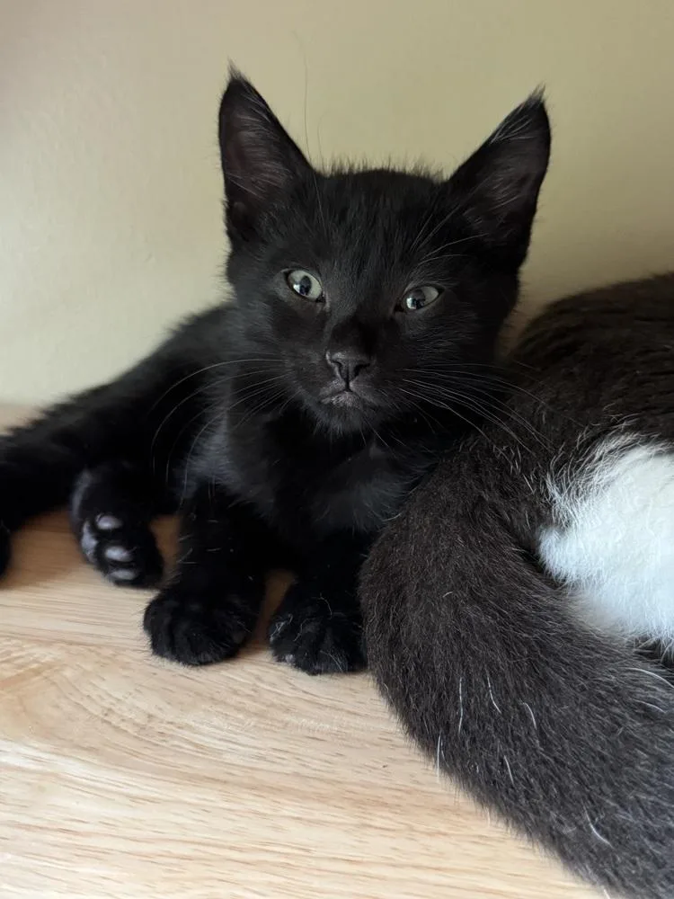 A baby medium-sized male Black Domestic Short Hair cat named King Kong for adoption in Clinton Township, MI