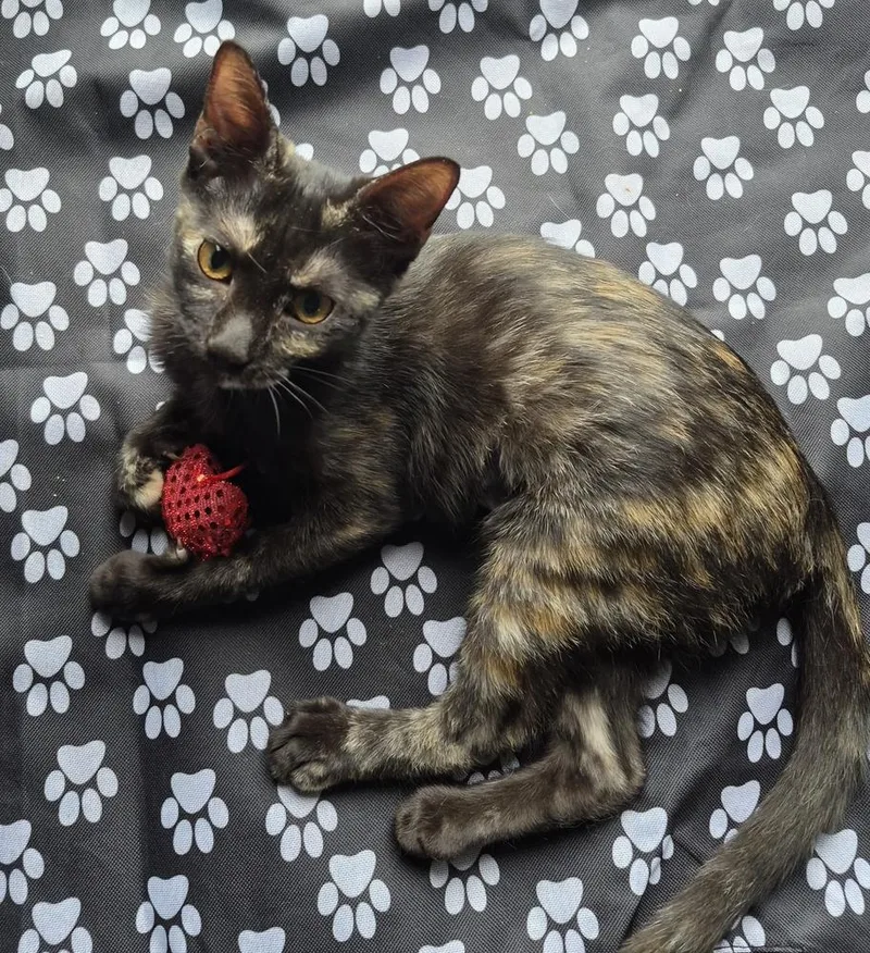 A young small-sized female Domestic Short Hair cat named Latte for adoption in Salisbury, NC