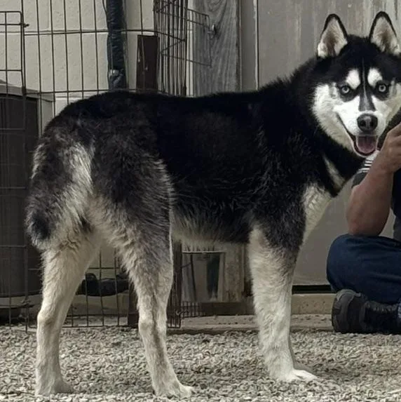 Sitka