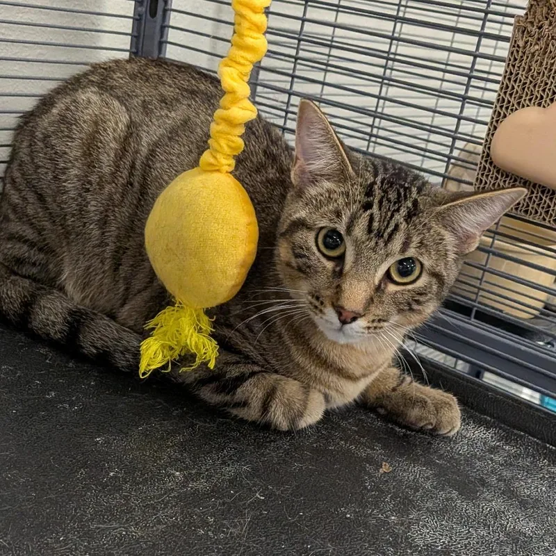 A young small-sized male Brown / Chocolate Domestic Short Hair cat named Max for adoption in Hannibal, MO