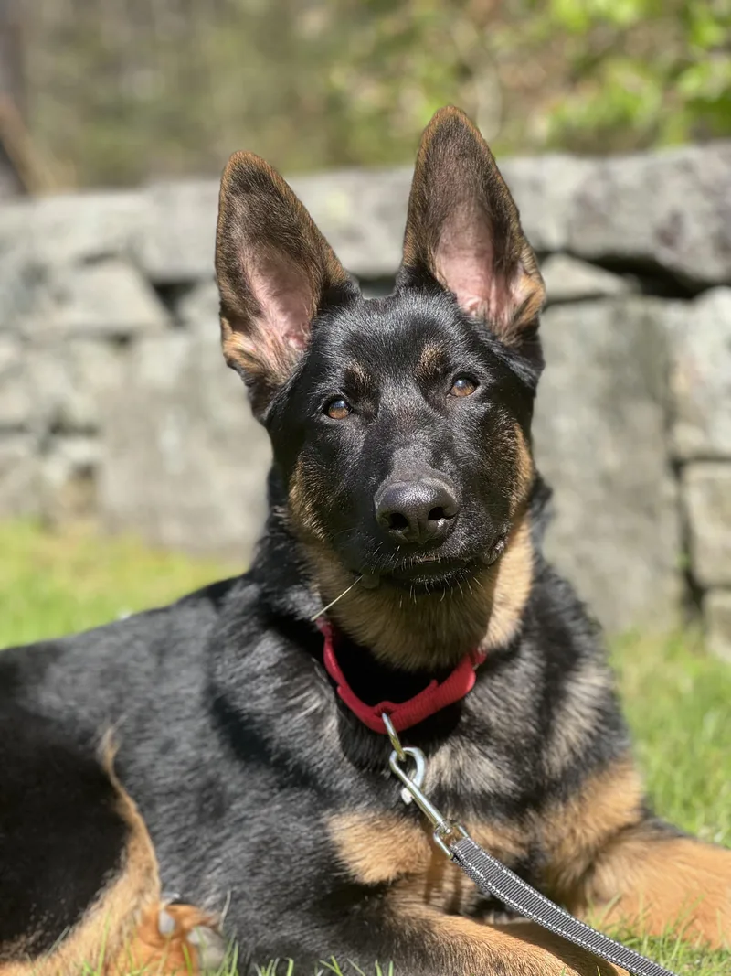 A baby large-sized male Bicolor German Shepherd Dog dog named Axel for adoption in Nutting Lake, MA