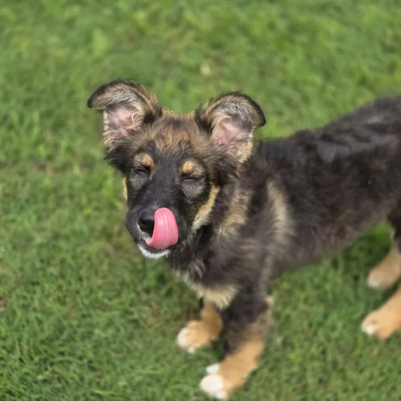 A baby large-sized male Bicolor Shepherd dog named Legend for adoption in Mansfield, TX