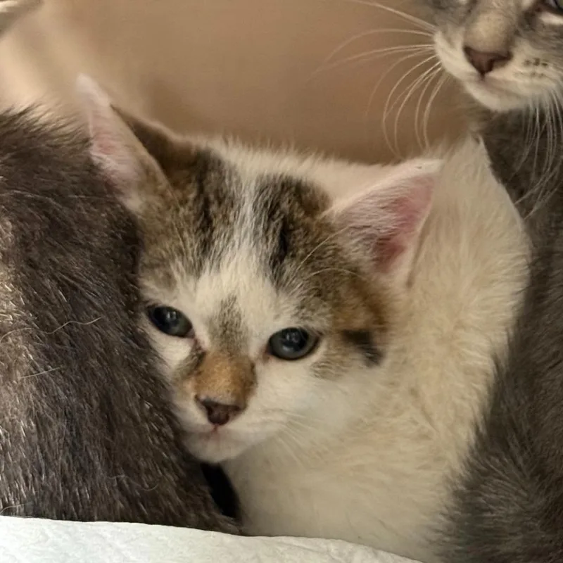 A baby small-sized male Domestic Short Hair cat named Kenickie for adoption in Ewing, NJ