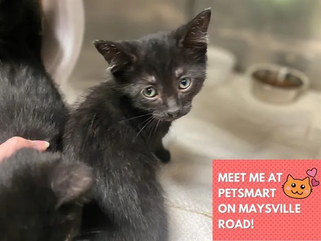 A baby medium-sized male Domestic Short Hair cat named Mini Wheat for adoption in Fort Wayne, IN