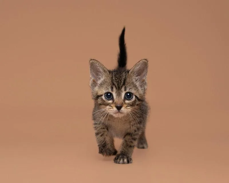 An adult small-sized female Domestic Short Hair cat named Runaway for adoption in House Springs, MO