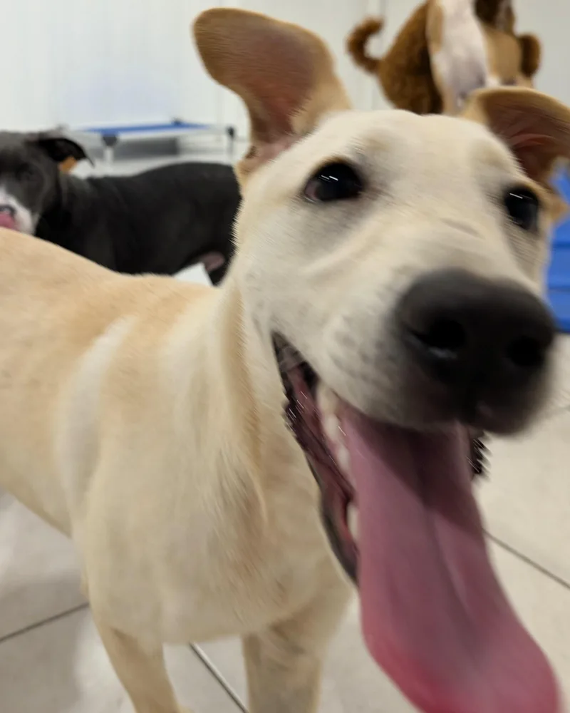A young medium-sized male Apricot / Beige Retriever dog named Krypto for adoption in Houston, TX