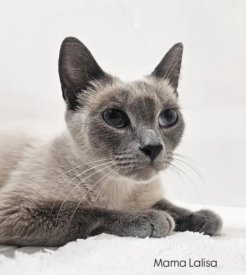 An adult medium-sized female Siamese cat named Lalisa for adoption in Riverside, CA