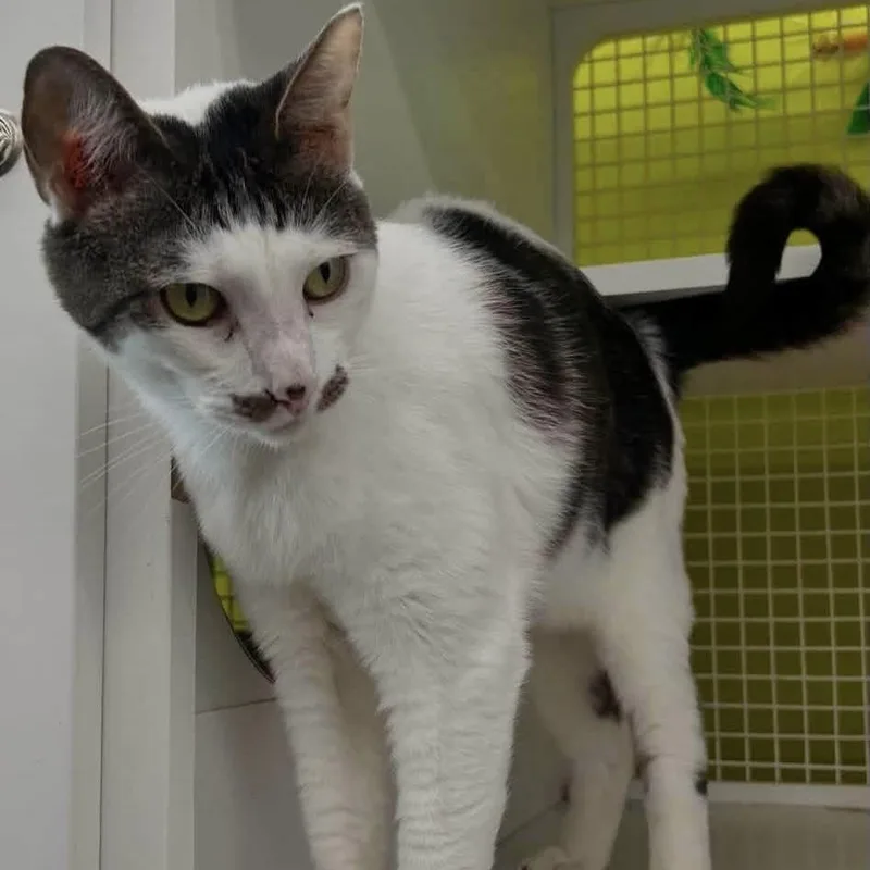 An adult large-sized male American Shorthair cat named Ollie for adoption in Lancaster, SC