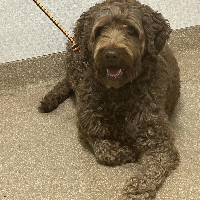 A senior medium-sized female Brown / Chocolate Poodle dog named Q.t. for adoption in League City, TX