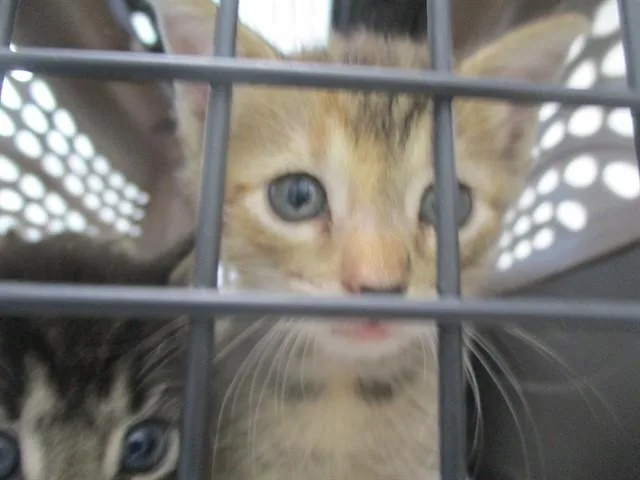 A baby small-sized female Domestic Short Hair cat named Ashley for adoption in Ocala, FL