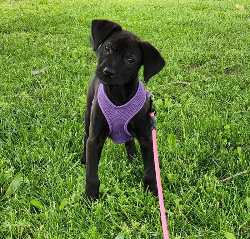 A baby medium-sized female Black Pit Bull Terrier dog named Rogue for adoption in Siloam Springs, AR