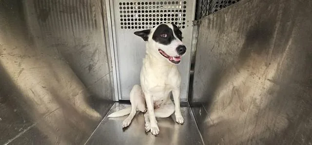 A young medium-sized female Mixed Breed dog named Die Königin for adoption in Garland, TX