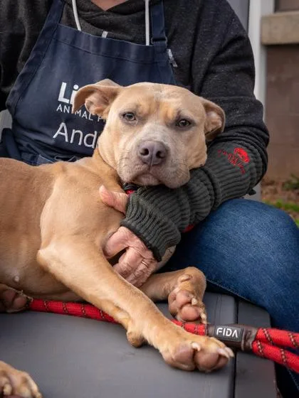 An adult medium-sized female Mixed Breed dog named Hermosa for adoption in Chamblee, GA