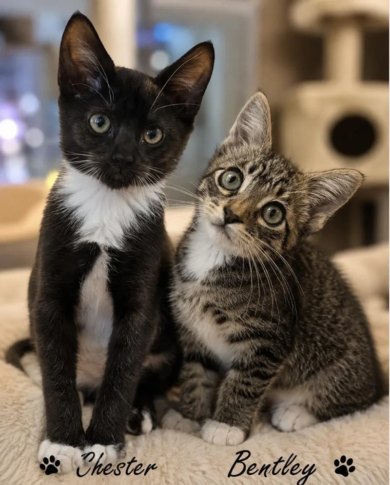 A baby medium-sized male Tuxedo cat named Chester Brother Bentley for adoption in Spring Branch, TX