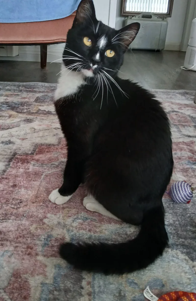 Oliver thumbnail 2