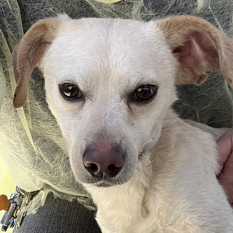 A young small-sized male White / Cream Chihuahua dog named Fritz for adoption in Long Beach, CA