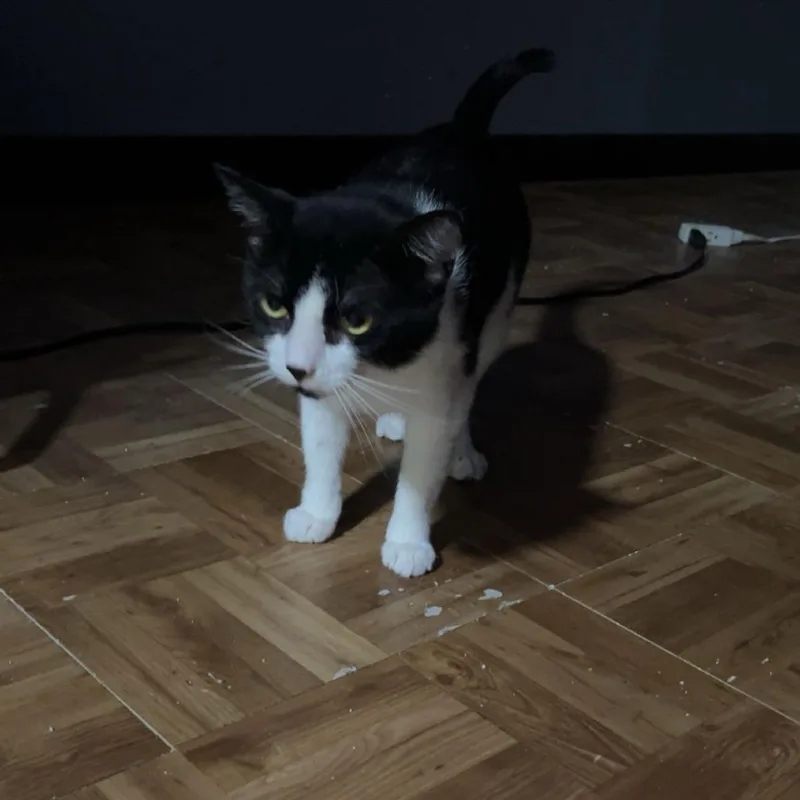 Milo
