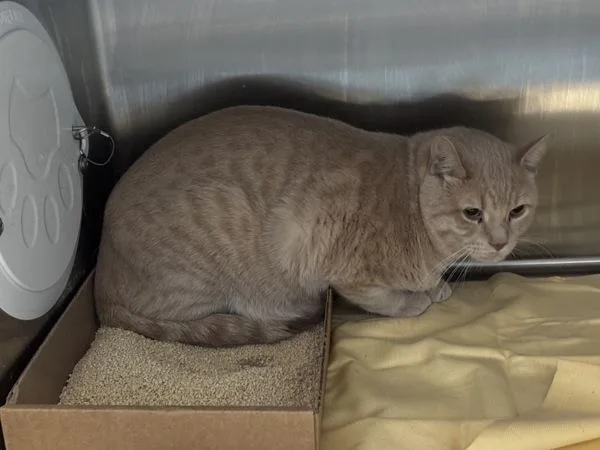 An adult large-sized male Domestic Short Hair cat named Baby Man for adoption in Ridgewood, NY