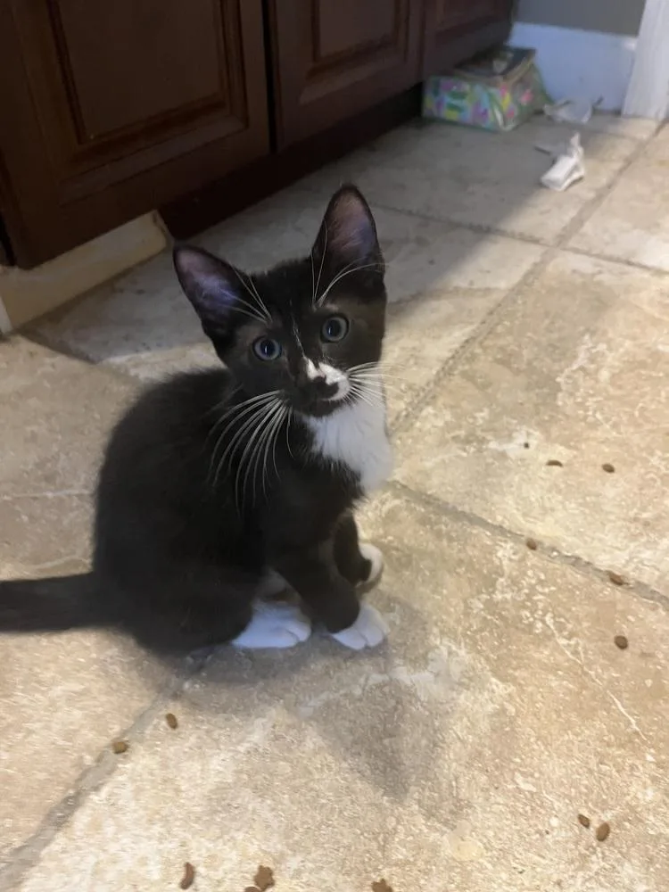 Gordon