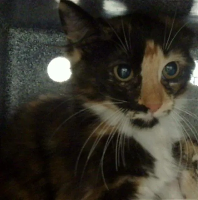 A baby medium-sized female Domestic Medium Hair cat named Charlie for adoption in Dallas, TX