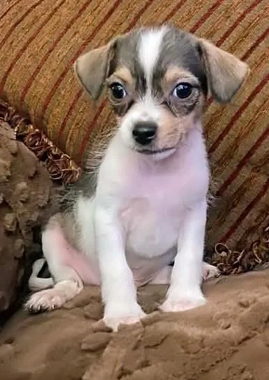 A baby small-sized male Shih Tzu dog named Toadie for adoption in Saint David, AZ