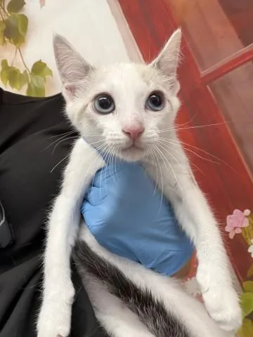 A baby small-sized female Domestic Short Hair cat named Marie for adoption in San Bernardino, CA