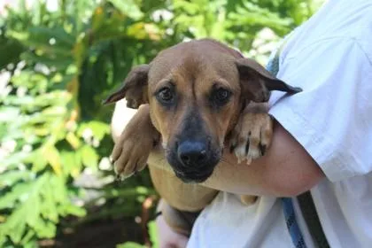 An adult medium-sized female Labrador Retriever dog named Vienna for adoption in Brunswick, GA