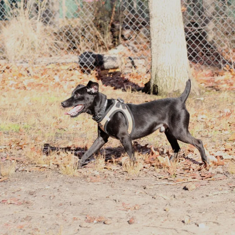 An adult small-sized male Black Patterdale Terrier / Fell Terrier dog named Poe for adoption in Waldorf, MD