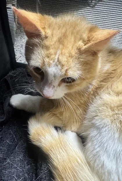 An adult small-sized male Domestic Short Hair cat named Gizmo for adoption in West Chester, PA