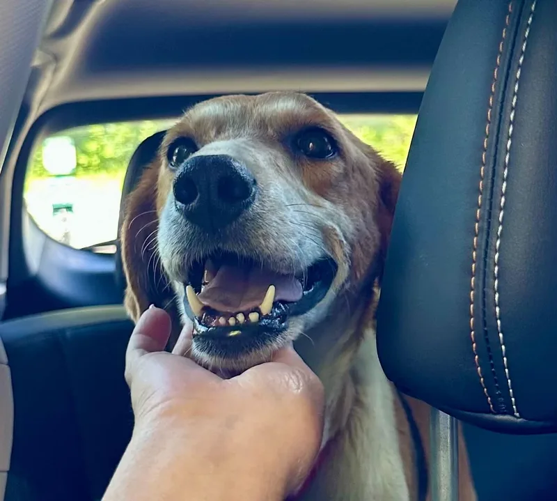 An adult medium-sized female Hound dog named Nelly for adoption in Succasunna, NJ