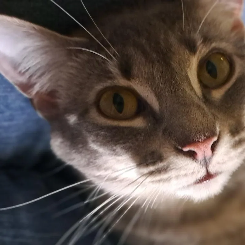A young small-sized female Domestic Short Hair cat named Star for adoption in Charlotte, NC