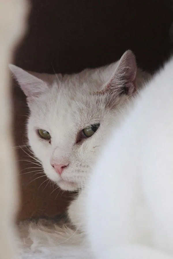 A senior small-sized female Domestic Short Hair cat named Wren for adoption in Indiana, PA