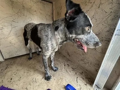 An adult medium-sized male Australian Cattle Dog / Blue Heeler dog named Chance for adoption in Largo, FL