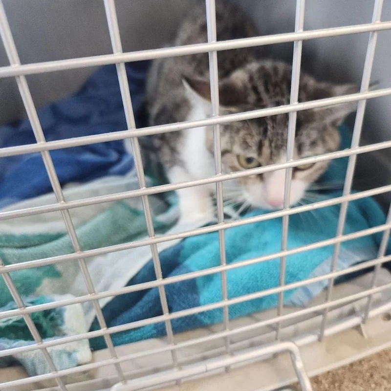 An adult medium-sized female Tabby (Orange / Red) Domestic Short Hair cat named Daisy for adoption in Kingman, AZ