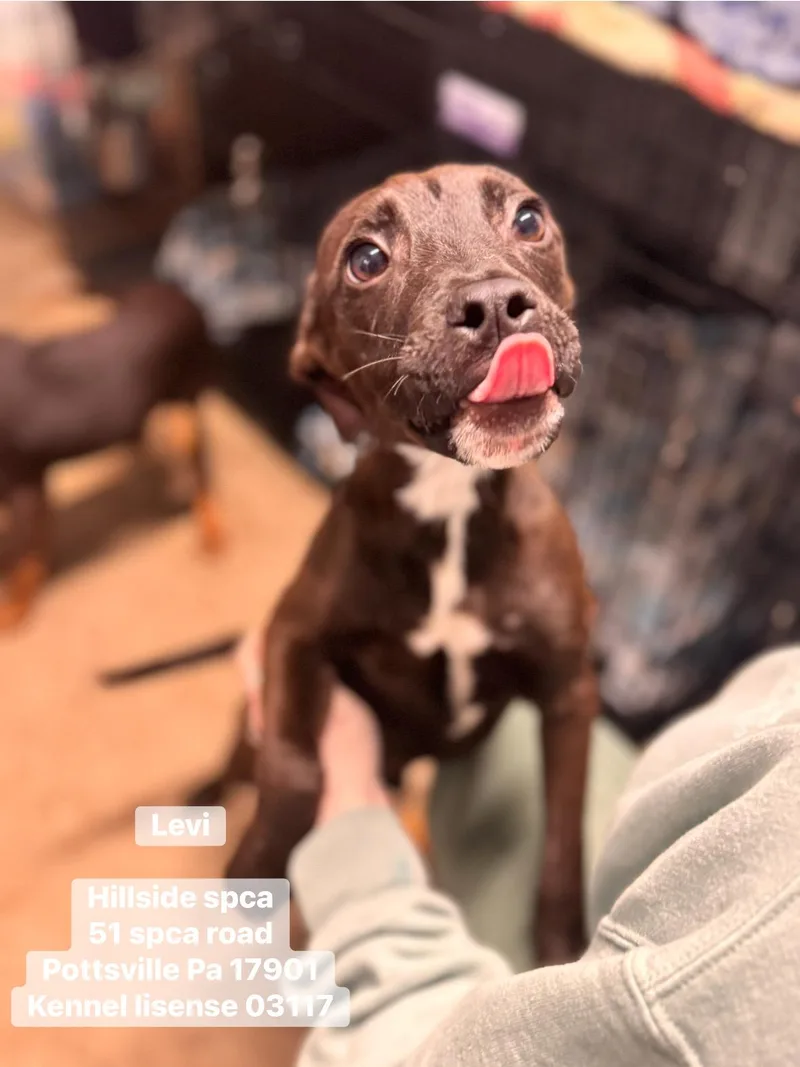A young medium-sized male Brown / Chocolate Hound dog named Levi for adoption in Pottsville, PA