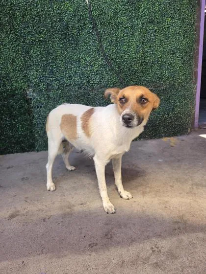 An adult medium-sized female White / Cream Mixed Breed dog named 61334824 for adoption in El Paso, TX