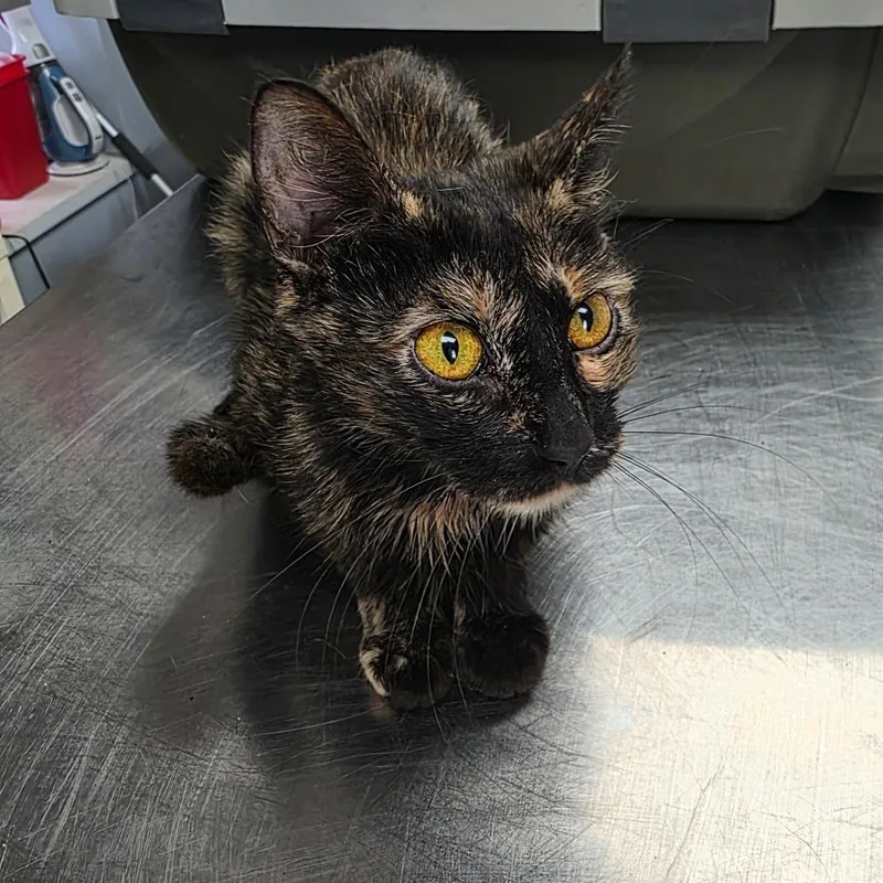 A young medium-sized female Tortoiseshell Domestic Short Hair cat named Elena for adoption in Duncan, OK