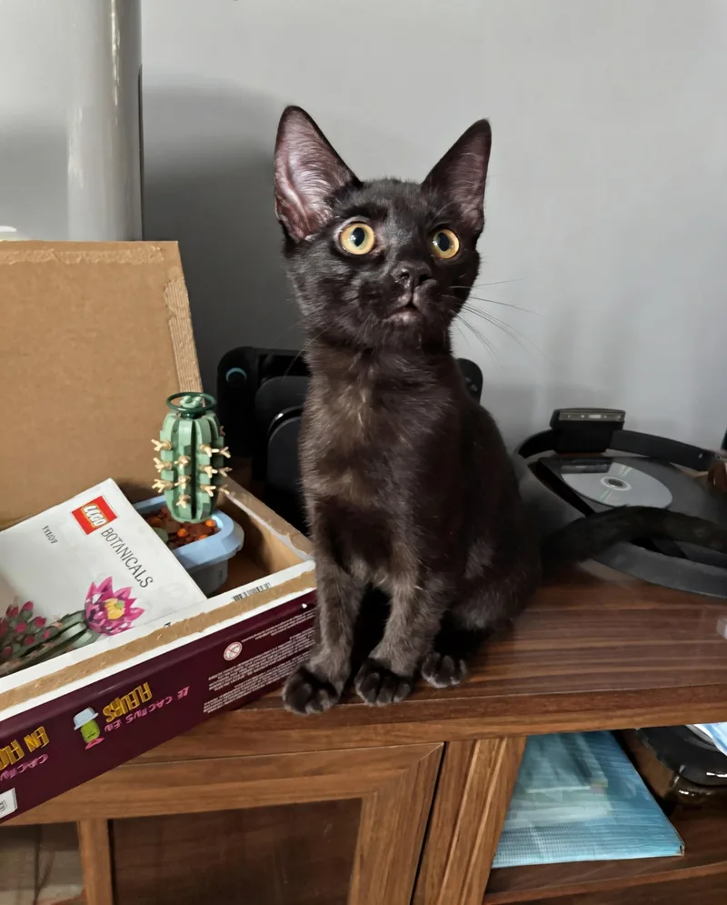 A baby medium-sized male Black Domestic Short Hair cat named Koa for adoption in Apex, NC