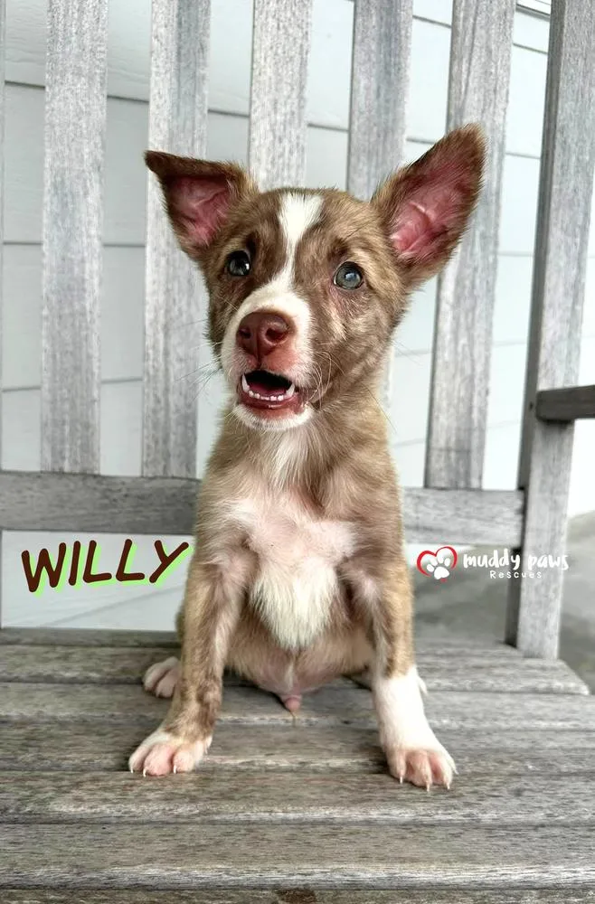 Willy