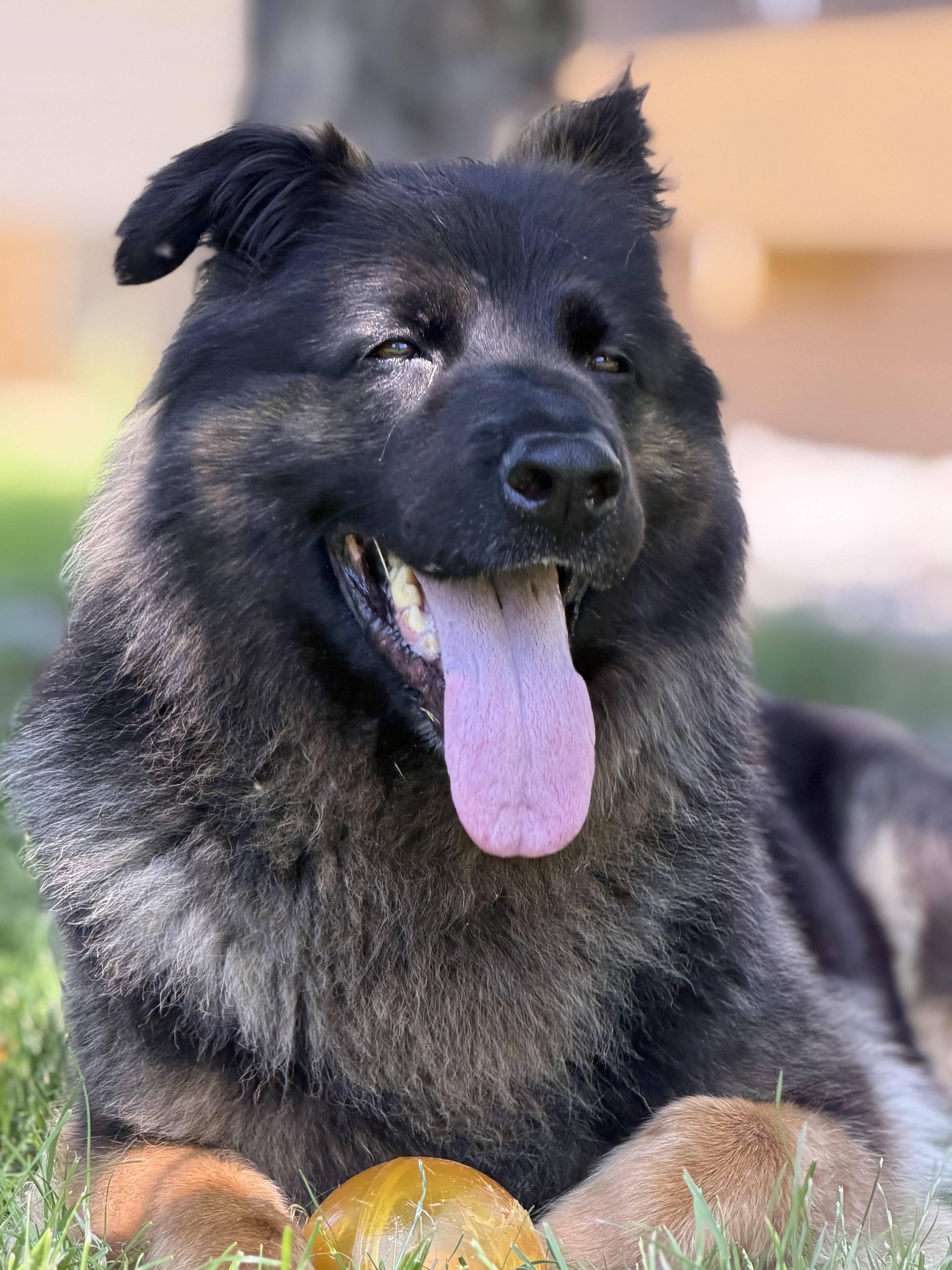 An adult large-sized female German Shepherd Dog dog named Sammy for adoption in North Royalton, OH