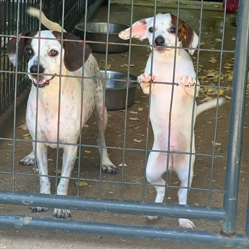 A young small-sized female White / Cream Beagle dog named Sprinkles for adoption in Madisonville, TX