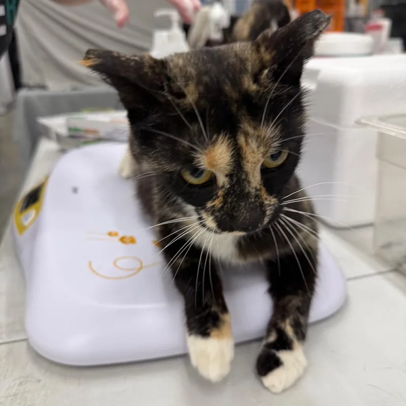 A young medium-sized female Domestic Short Hair cat named Bubbles for adoption in Bismarck, ND