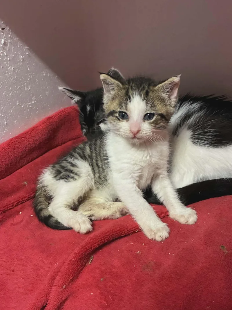 A baby small-sized female Tabby (Buff / Tan / Fawn) Domestic Short Hair cat named S'mores for adoption in Bayonne, NJ