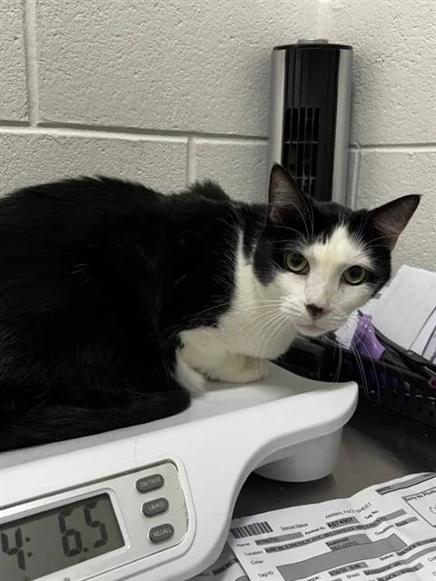 An adult small-sized male Domestic Short Hair cat named Jenkins for adoption in Upper Marlboro, MD