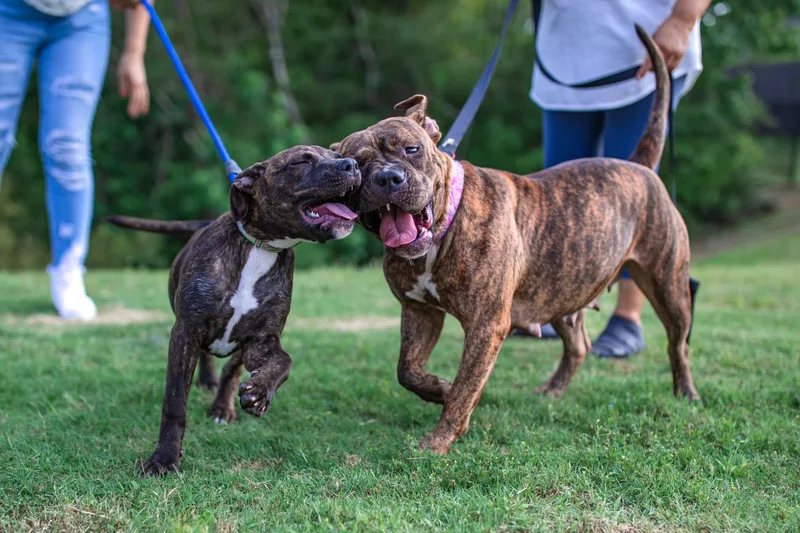 An adult medium-sized female Brindle American Staffordshire Terrier dog named Moon for adoption in Tomball, TX