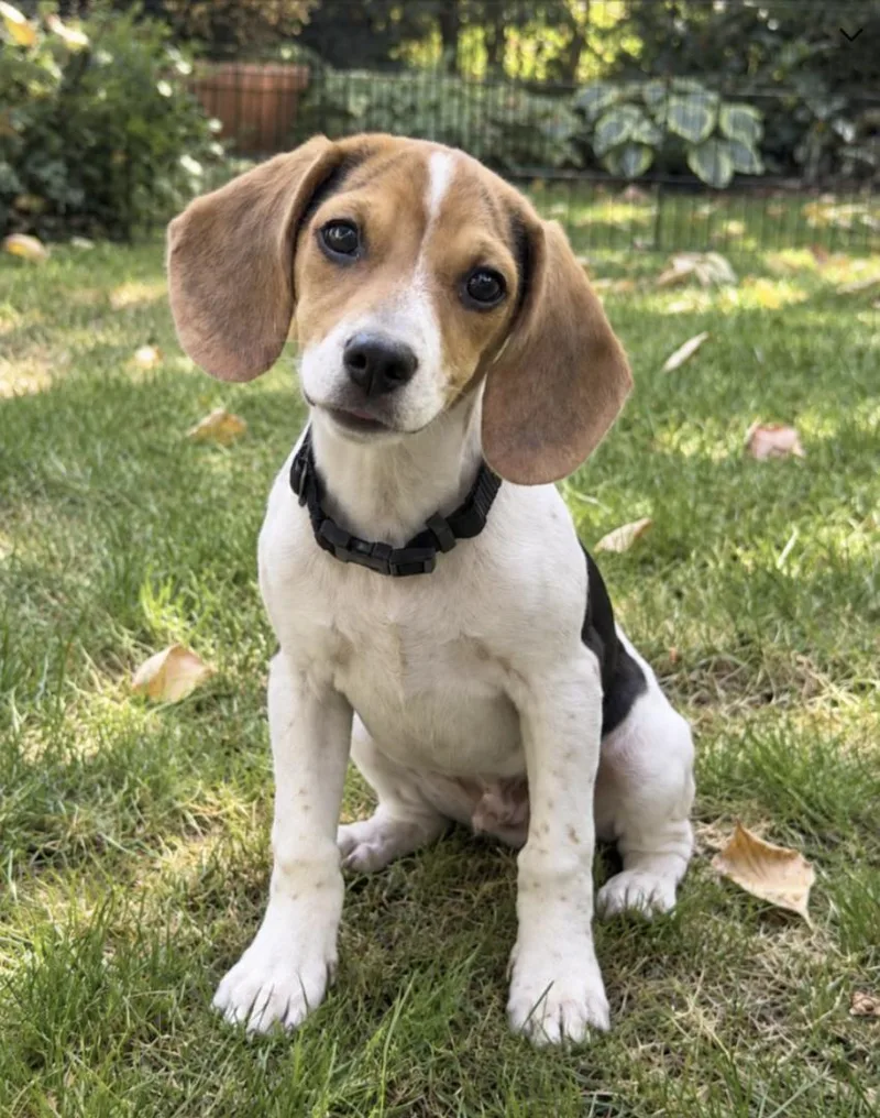 A baby small-sized male Tricolor (Brown, Black, & White) Beagle dog named Copper for adoption in Puyallup, WA