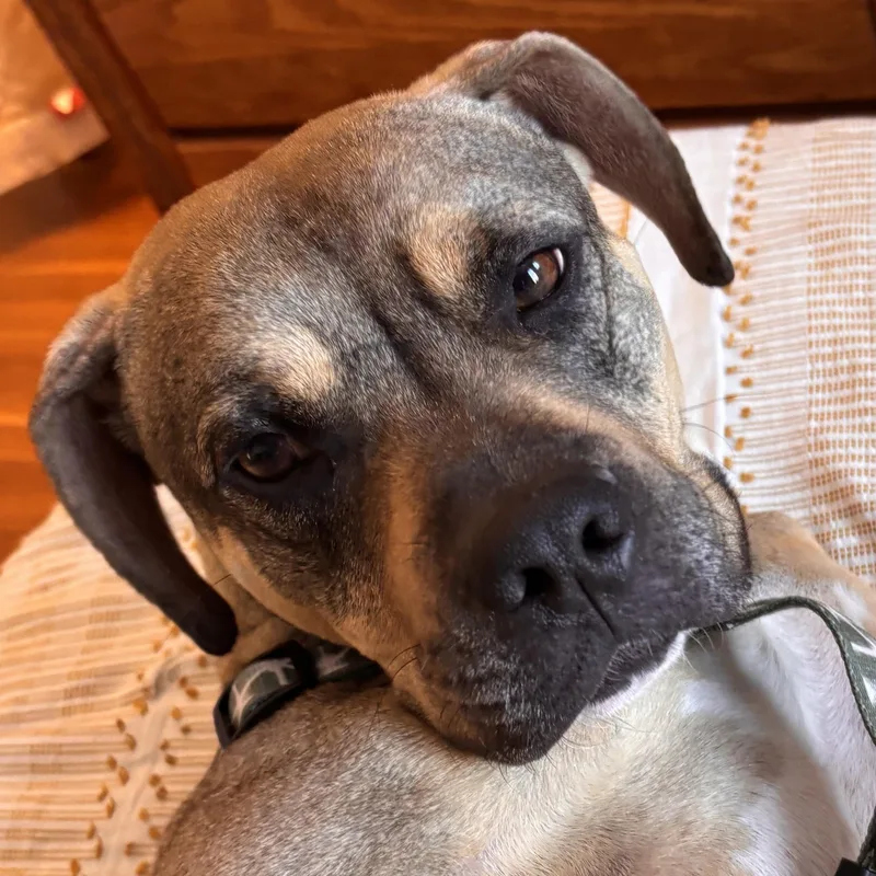 Sonny! Docile And Sweet!