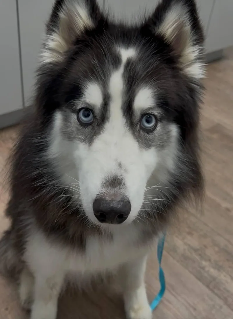An adult medium-sized male Siberian Husky dog named Bandit for adoption in Carrollton, TX