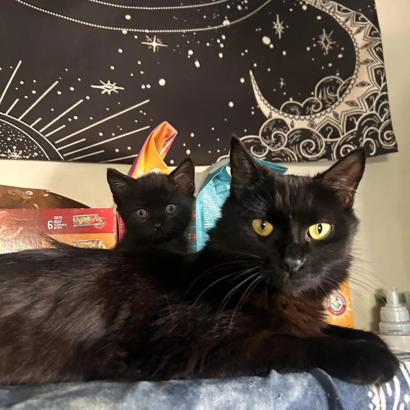 Sardine and Elvira thumbnail 2