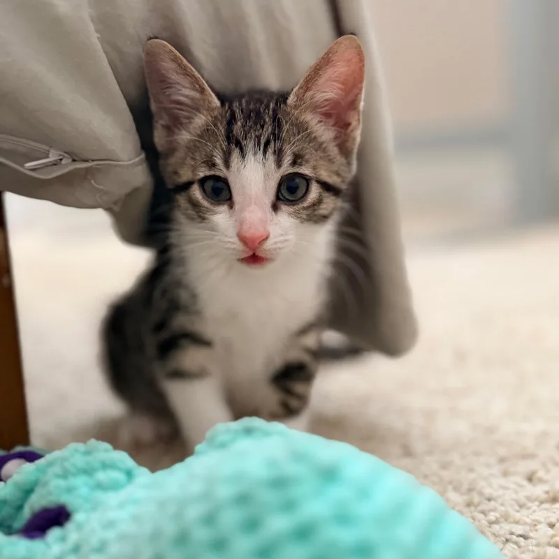 A baby medium-sized male Tabby (Brown / Chocolate) Tabby cat named Hollander for adoption in San Juan Capistrano, CA